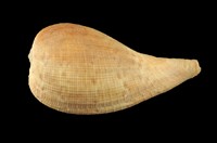 藏品(小枇杷螺)的圖片